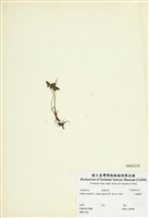 藏品(山酢醬草)的圖片